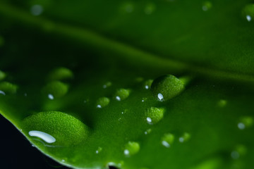 Drop on leaf