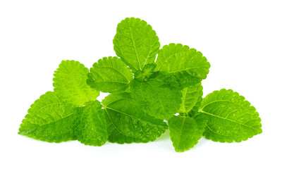 fresh mint leaves isolated on white background