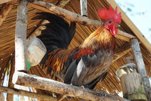 Thai Bantam Rooster Stand On Wooden Railing Under Roof.