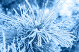 Fototapeta Dmuchawce - Coniferous branches covered with hoarfrost in classic blue trendy color. background. Color of the year 2020.