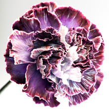 Carnation Flower Isolated On White Background. Arty, Bright Purple And Violet Color Carnations Bloom. Studio Shot