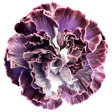Carnation Flower Isolated On White Background. Arty, Bright Purple And Violet Color Carnations Bloom. Studio Shot