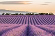 Leinwandbild Motiv Lavender field in Puimoisson, Provence, France