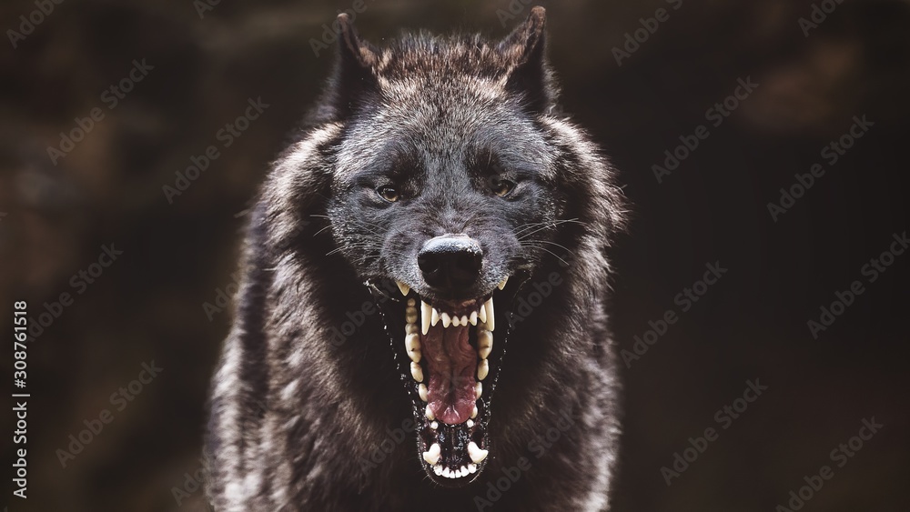 Obraz na płótnie Closeup of a black roaring wolf with a huge mouth and teeth with a blurry background w salonie