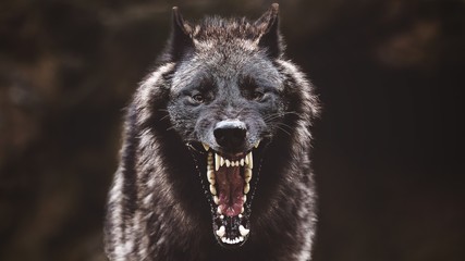 closeup of a black roaring wolf with a huge mouth and teeth with a blurry background