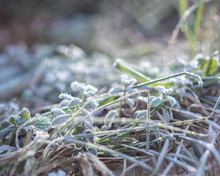 Frost On Grass