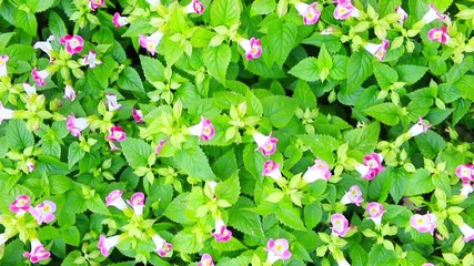 Wall Mural - Pink flower with green leaf in garden, camera moving on dolly