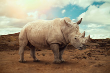 White Rhino In South Africa