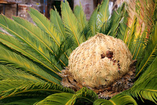 Female Cone And Foliage Of Cycas Revoluta Cycadaceae Sago Palm