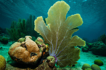 Wall Mural - Purple sea fan on coral reef at Bonaire Island