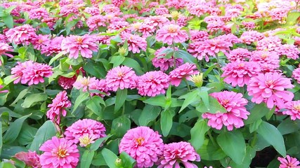 Wall Mural - Pink flower with green leaf in garden, camera moving on dolly