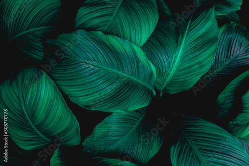 leaves of Spathiphyllum cannifolium, abstract green texture, nature backgroun...