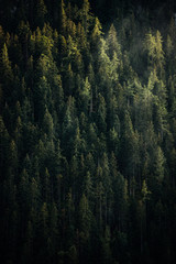 Wall Mural - moody background of evergreen pine forest trees. 