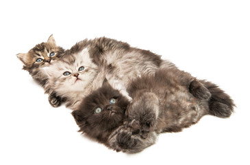 Sticker - fluffy little kittens isolated