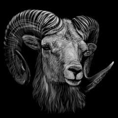 Wall Mural - mountain sheep. artistic, monochrome, black and white, hand-drawn portrait of a mountain sheep on a 