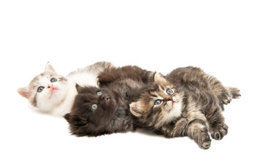 Poster - fluffy little kittens isolated