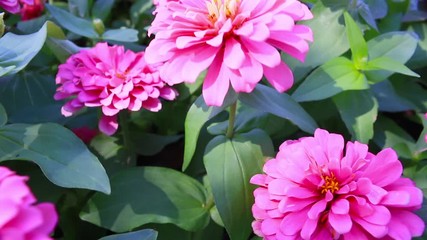 Wall Mural - Pink flower with green leaf in garden, camera moving on dolly