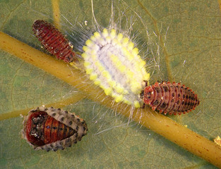 Wall Mural - Ladybug (ladybird), Rodolia cardinalis (Coleoptera: Coccinellidae), Vedalia beetle (larvae and imago) is a natural enemy of Seychelles scale (Icerya seychellarum). Biological control concept 