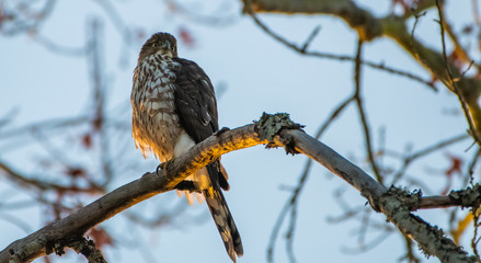 cooper's hawk