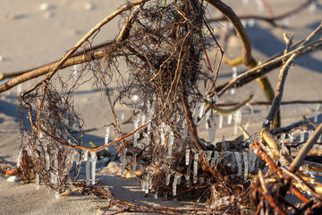 Canvas Print - Winter on the shore of Lake Michigan. ice covers the branches and forms icicles