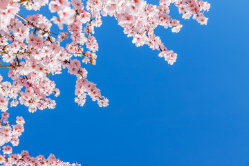 Poster - Pink blossoming almond trees on blue sky background. Pink flowers for spring background