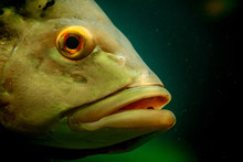 Portrait Of The Peacock Bass.