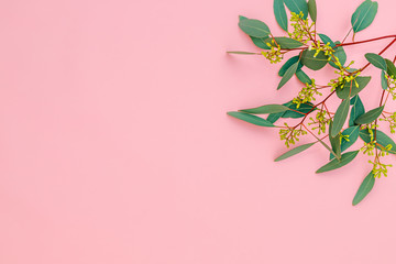 Poster - Eucalyptus twig with flowers, berry fruit, leaves on pastel pink background, closeup, copy space. Eucalypt floral composition with green leaves and berries, text place