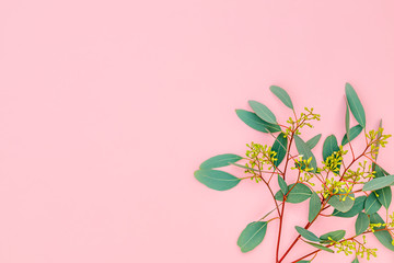 Poster - Eucalyptus twig with flowers, berry fruit, leaves on pastel pink background, closeup, copy space. Eucalypt floral composition with green leaves and berries, text place