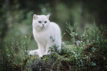 beautiful white, silver shaded british short hair cat with green eyes in the autumn forest. autumn colours. cat smelling and tasting autumn grass, mushrooms. Curious white cat, british shorthair breed