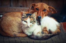 Cute Dog With Cat. Love