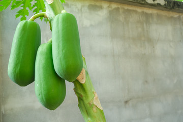 fresh three papaya fruit hanging green  tree