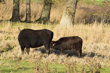 Wall Mural - Büffel in hohem Sumpfgrass