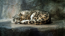 A Young Spotted Leopard Napping Serenely In The Shade Of A Boulder.