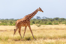 Somalia Giraffe Goes Over A Green Lush Meadow