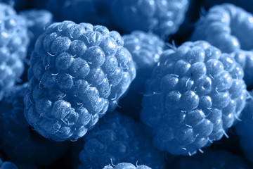 classic blue background with fresh organic raspberries, copy space. color of the year 2020. nature b
