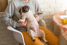 Happy Pug Dog Sitting In His Owner's Lap In The Kitchen. Selective Focus On Dog.