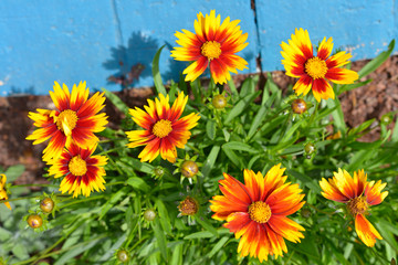 Wall Mural - Closeup Gazania red and yellow