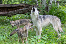 Howling Male Wolf With Pups 