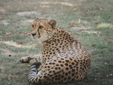 Fototapeta Sawanna - Leopard
