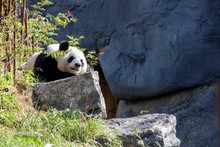 A Portrait Of A Cute Grown Up Black And White Panda Bear Lying On A Rock On A Hill In A Park. The Animal Is Resting Or Trying To Sleep.