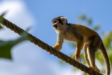 A close up portrait of a capuchin monkey walking over a rope with some food in its mouth it is also known as a squirrel monkey.