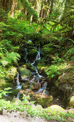 Wet Weather Waterfall on the North Fork Sauk River in the Summertime off the Mountain Loop Highway in Silverton Washington State Snohomish County