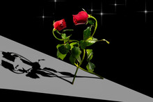 Two Red Roses With Green Leafs Are Dancing On The Black Background. Shadow Of Roses Is Near. Happy Valentine's Day.