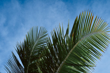 palm leaves on background of blue sky