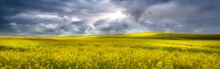 Yellow Canola Field In The Palouse In The Early Spring