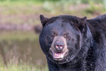 portrait of a bear