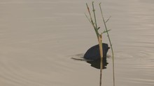 Red-knobbed Coot Swims Past Reeds While Searching For Food