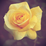 Fototapeta Kosmos - Beautiful rose stand alone in garden, Yellow rose flower with vintage style.
