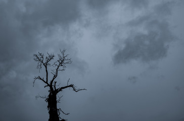 Wall Mural - Silhouette dead tree and branch on grey sky background. Black branches of tree. Nature texture background. Art background for sad, death, lonely, hopeless, and despair. Halloween day background.