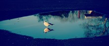 Seagull Standing In Puddle With Reflection Of Trees